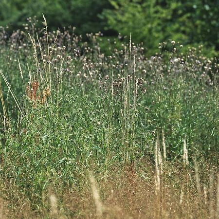 Domki W Lesie Gdansk 35 Km Bozepole Krolewskie Kültér fotó